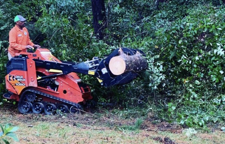 The Benefits of Professional Tree Removal Services