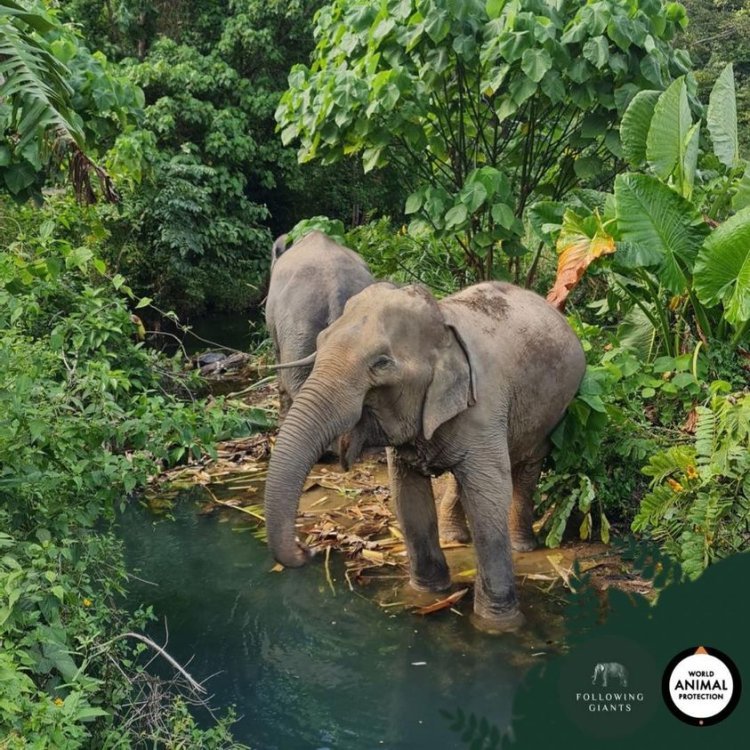 The best elephant Sanctuary Krabi