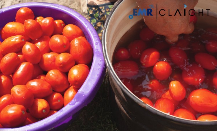 Global Tomato Processing Market: Trends, Growth Drivers, and Future Outlook (2024-2032)