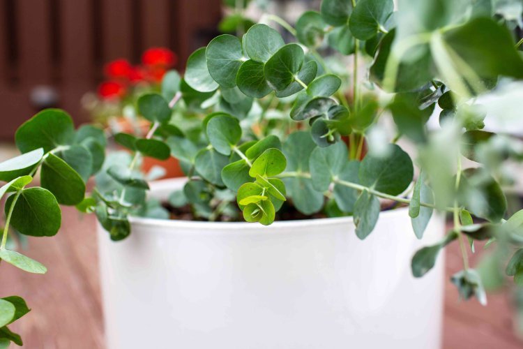 Eucalyptus Plant Indoor: A Guide to Low Maintenance Indoor Plants