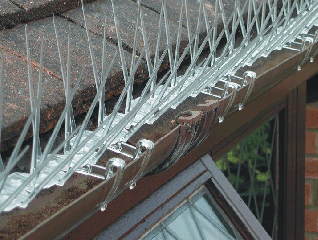 Bird Spikes: Save Time on Gutter Maintenance