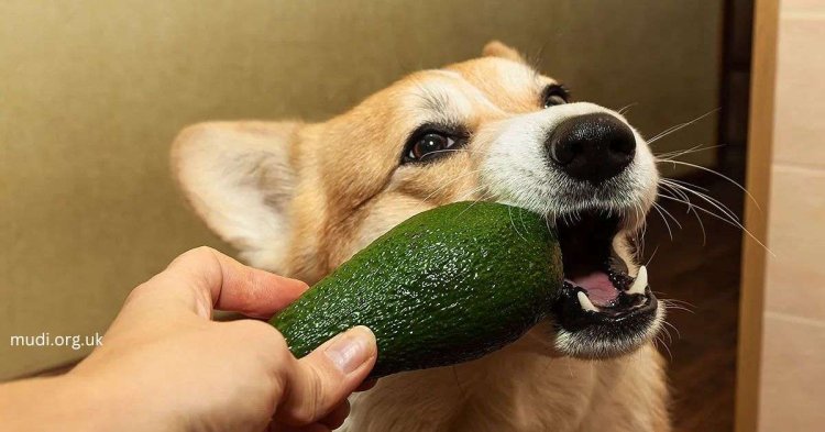 Can Dogs Eat Avocados? The Truth Every Dog Owner Must Know!