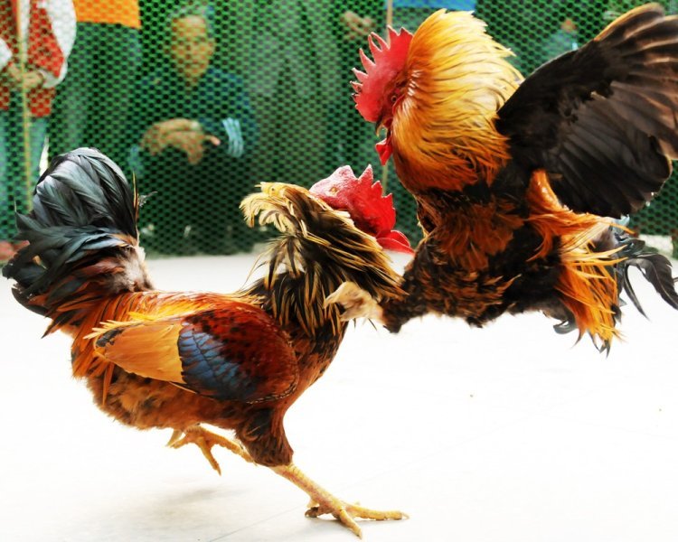 A2K Live: Best Platform for Chicken Fight Betting in India