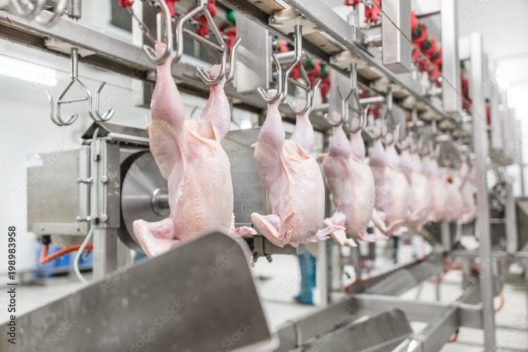 Chicken Processing Plant Project Report 2025: Industry Trends and Unit Setup