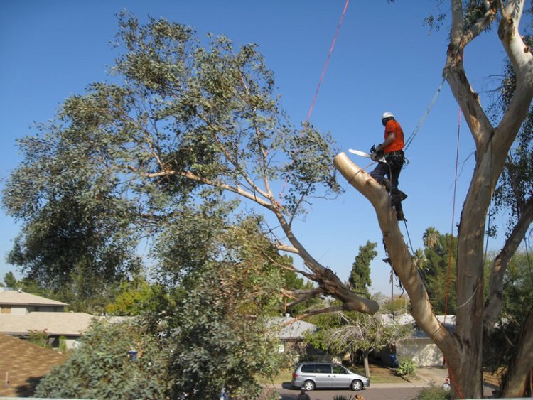 Crane Tree Removal Service in Connecticut | Safe & Efficient Tree Removal