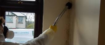 Top-Rated Mold Removal Near Me – Fast & Affordable Service