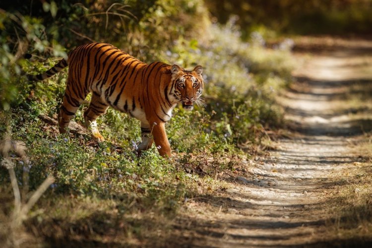 Gir National Park Tour: A Complete Guide for Nature Lovers